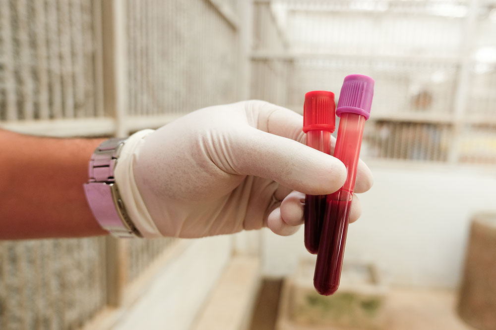 Veterinarian collecting a blood sample from a pet for diagnostic testing