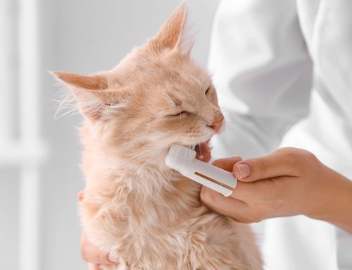 How Does Brushing Your Pet’s Teeth Protect Their Heart?