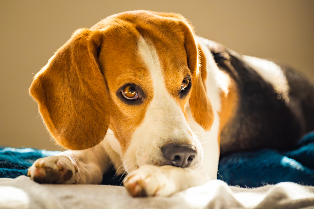 Beagle biting and scratching itchy skin on legs — canine skin condition or anxiety sign