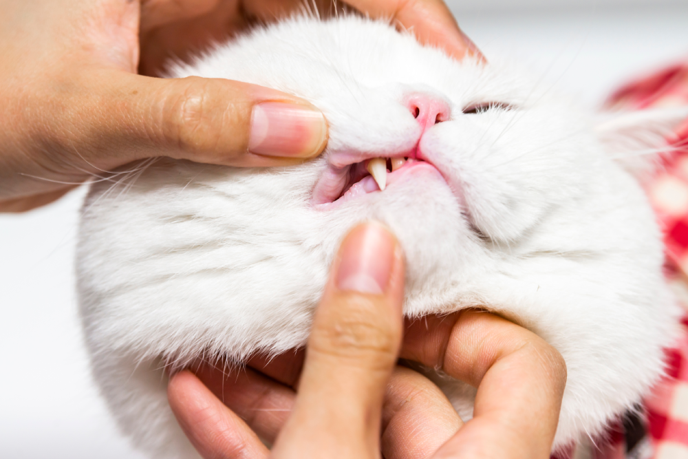 Veterinarian conducting a dental checkup on a cat to assess oral health