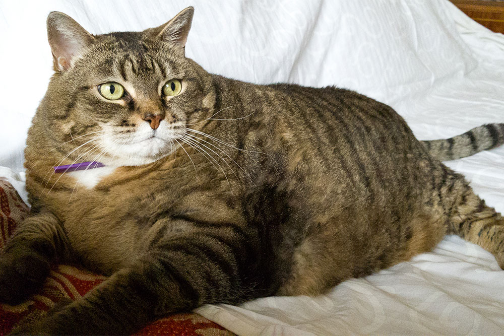 Healthy cat receiving veterinary wellness care at Bayview Animal Hospital in Saint Petersburg, FL