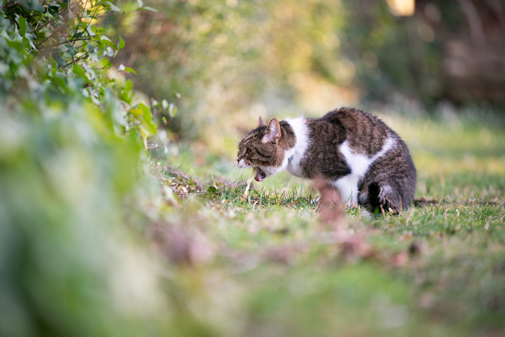 Tabby British Shorthair cat vomiting — common symptom requiring veterinary care