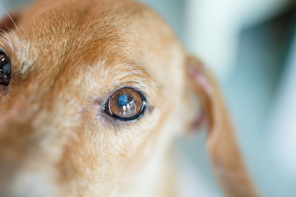 Close-up of dog's eye with white spot indicating chronic pain or ocular condition