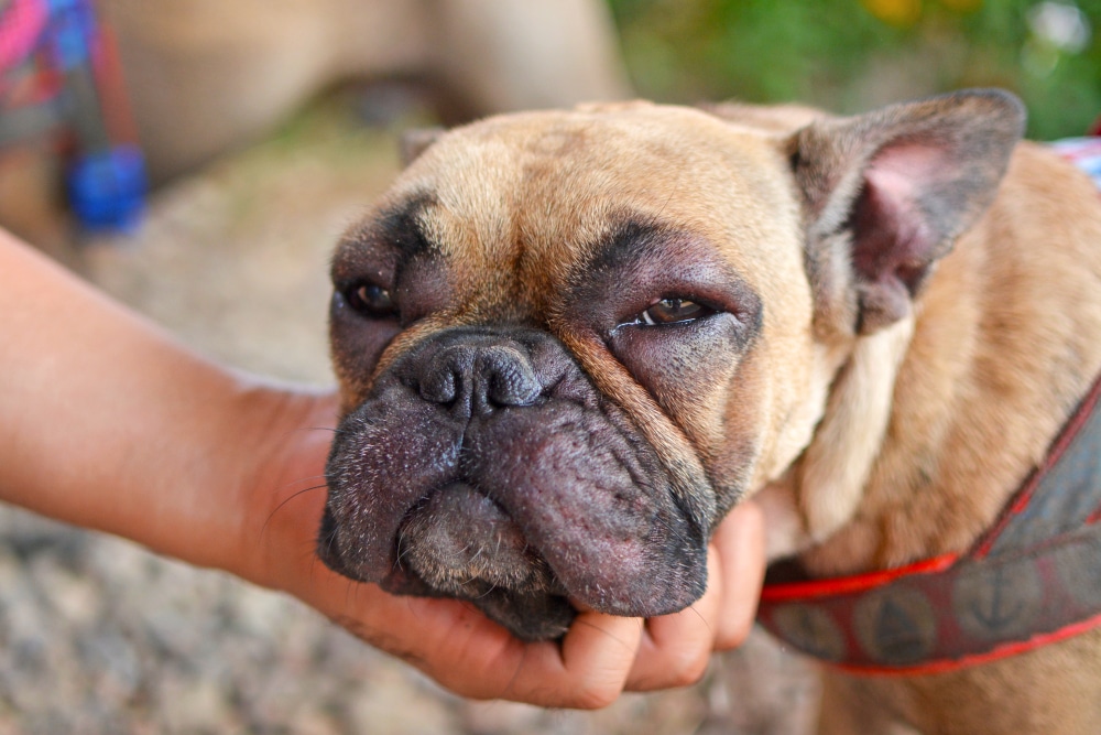 A tan French Bulldog with significant swelling around its eyes and muzzle being gently held by a person's hand.