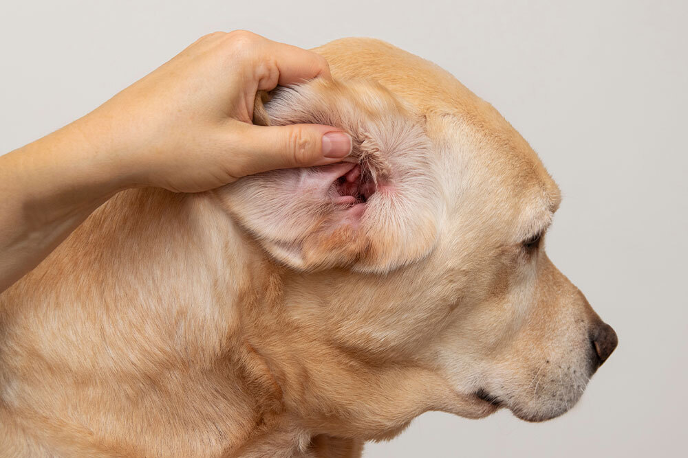 Veterinarian performing an ear examination on a dog to check for ear issues