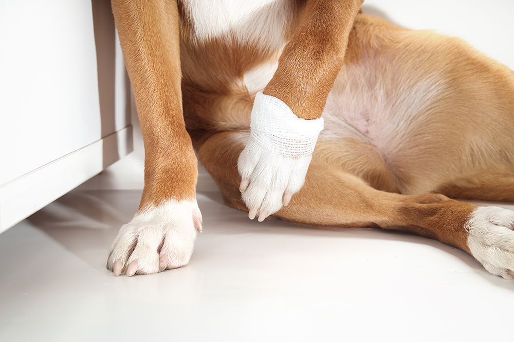 Dog with a bandaged leg recovering after veterinary treatment at Bayview Animal Hospital