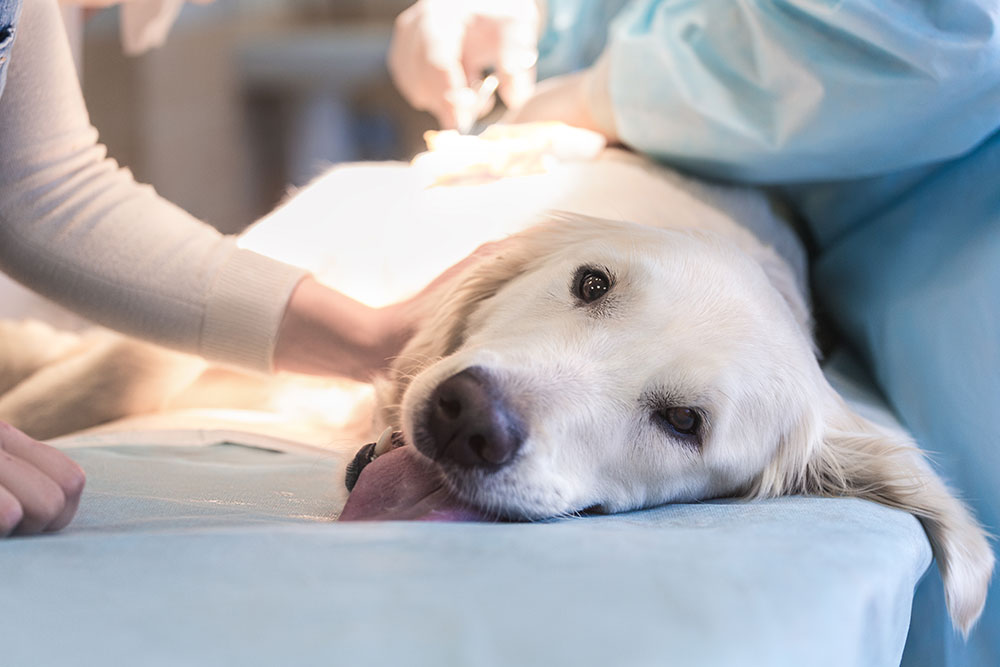 Dog undergoing surgery with veterinary team providing professional surgical care