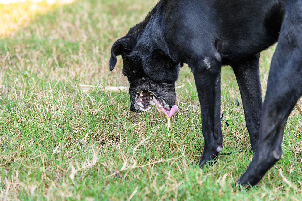 Black dog vomiting due to illness, pet health and veterinary care concept.