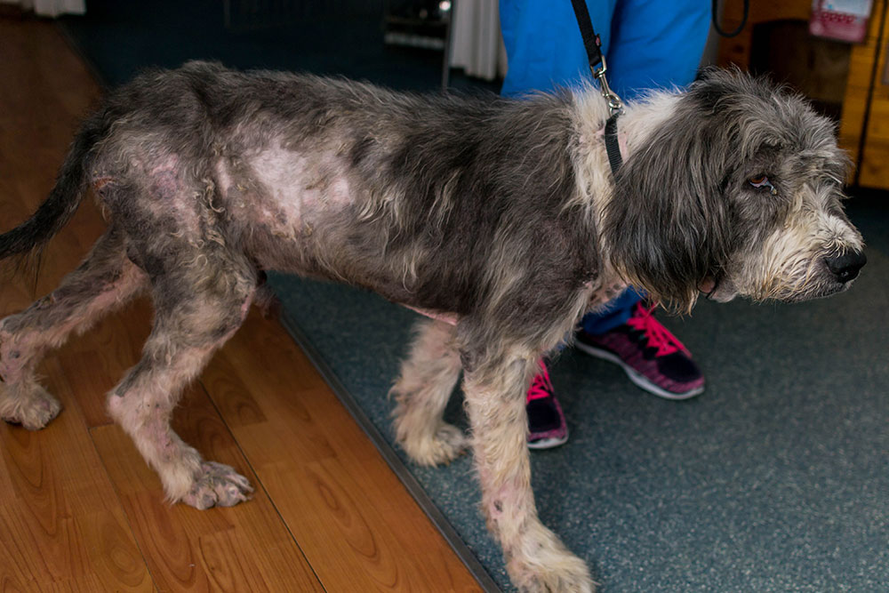 A side view of a scruffy gray and white dog on a leash with visible skin irritation and hair loss along its back and hindquarters.