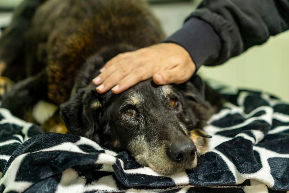 Pet owner sharing a final farewell with their dog during end-of-life veterinary care