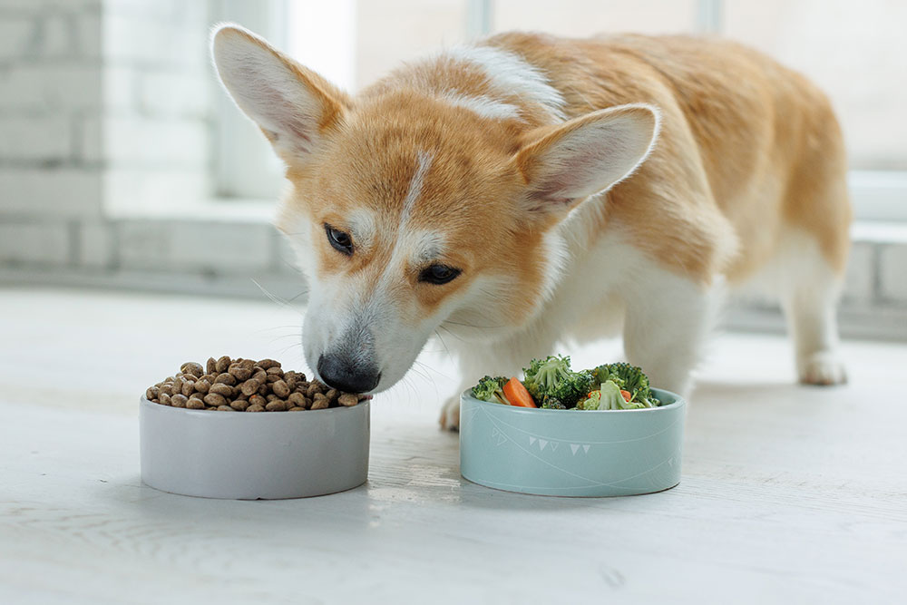 Fluffy white dog eating a meal indoors, enjoying healthy pet nutrition