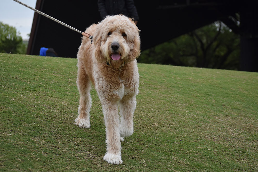Happy dog enjoying a walk outdoors near Bayview Animal Hospital in Saint Petersburg, FL