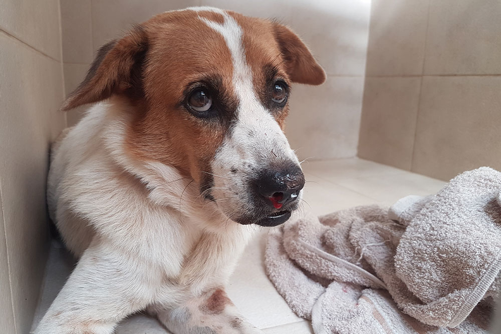 Sad dog with small nose injury resting beside towel indoors