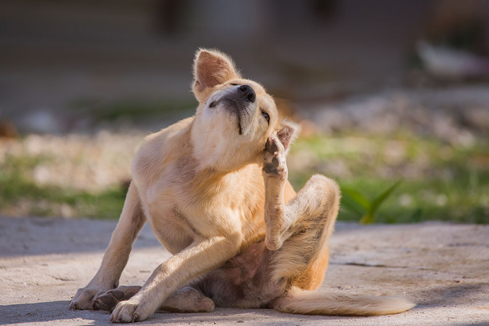 Dog scratching itchy skin due to allergies or dermatitis causing irritation and discomfort.