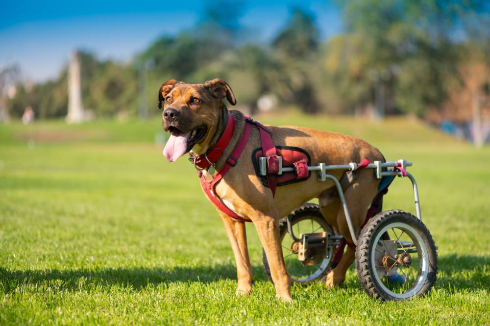 Disabled dog using wheelchair on grass in park.