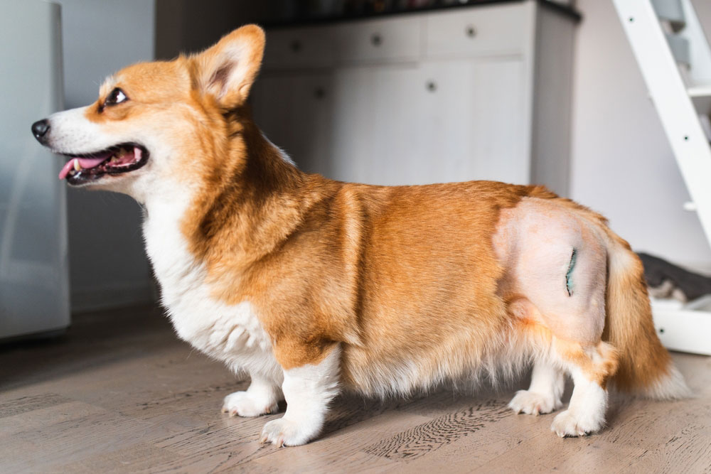 Illustration of dog osteoarthritis joint condition used in veterinary patient education