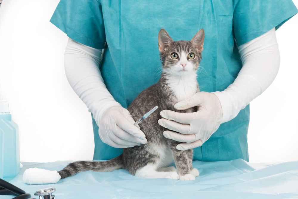 Veterinarian administering pet vaccination injection during routine preventive care visit