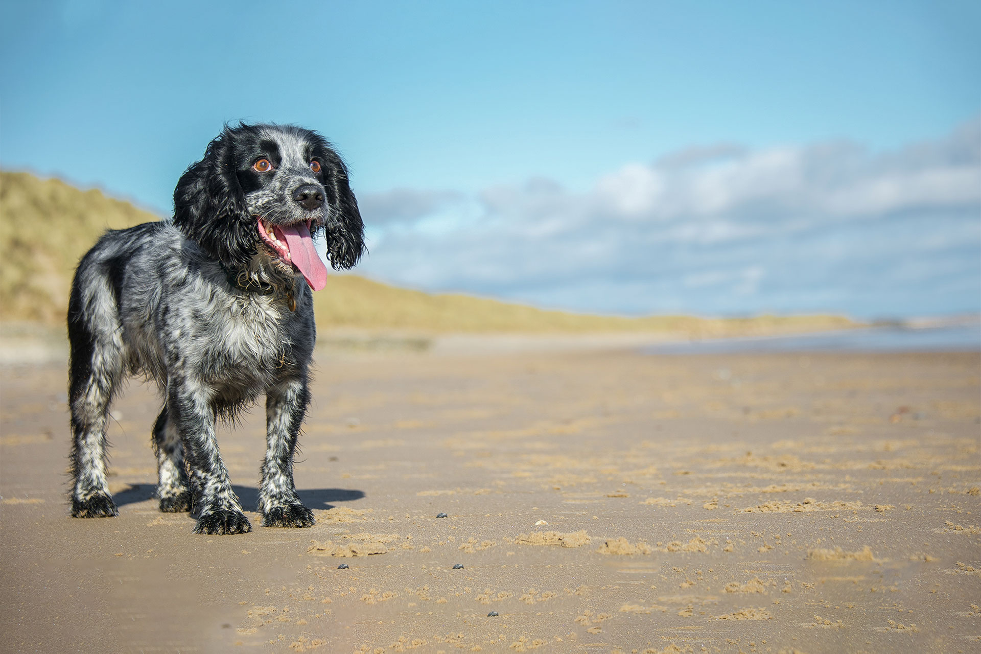 Veterinary services offered at Bayview Animal Hospital in Saint Petersburg, FL
