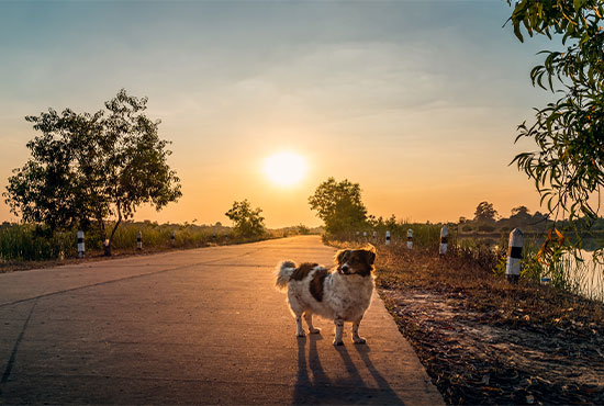 General veterinary services provided to pets at Bayview Animal Hospital, Saint Petersburg FL
