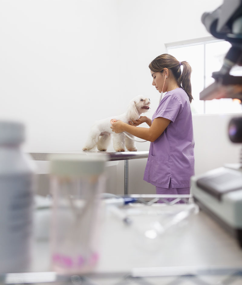 Pet receiving veterinary examination or treatment at Bayview Animal Hospital
