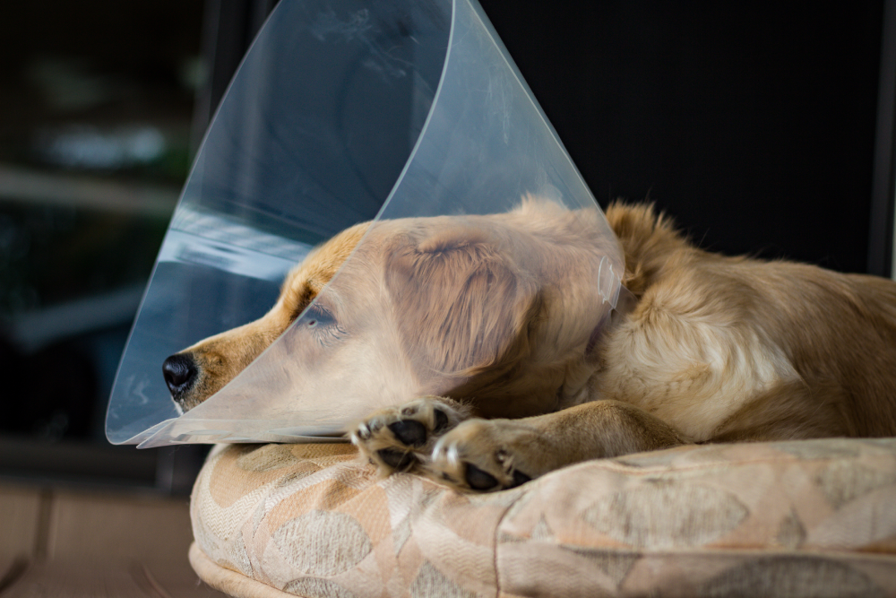 Dog resting comfortably at home during spay surgery recovery with veterinary aftercare