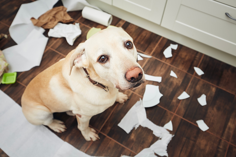 Curious pet getting into trouble in the kitchen — pet safety tips from Bayview Animal Hospital