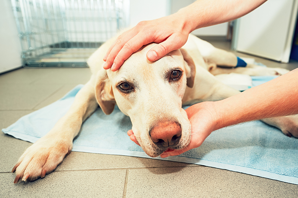 Veterinarian comforting and reassuring a dog during a veterinary appointment
