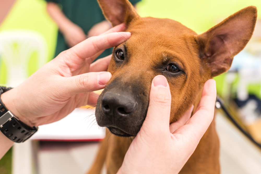 Veterinarian examining a dog's eyes during a routine vision care check at an animal hospital