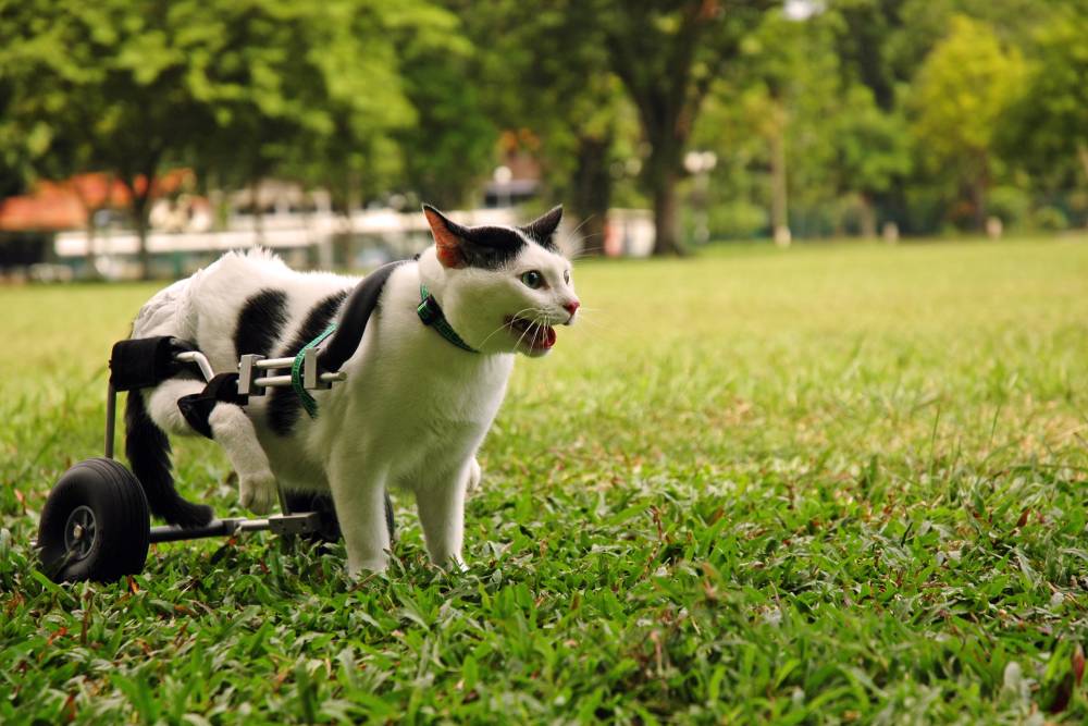 Cat with mobility wheelchair outdoors.