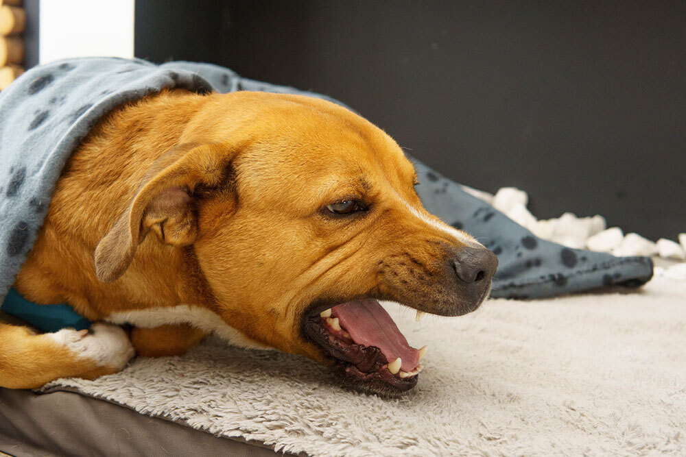 Brown dog yawning and relaxing on bed, illustrating pet comfort and wellness