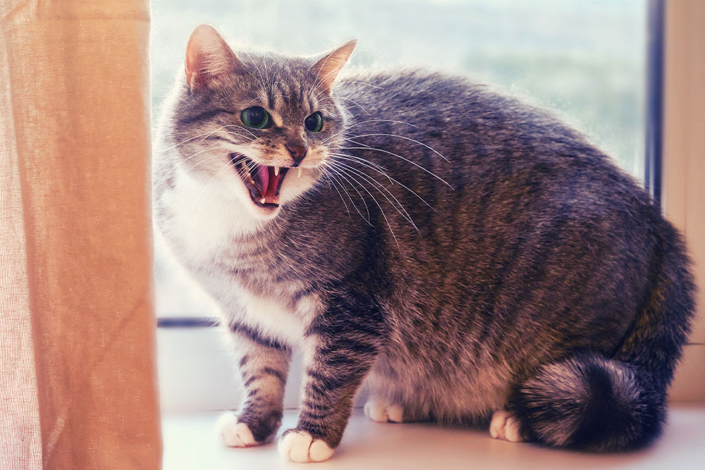 Cat displaying defensive posture with flattened ears and tense body language