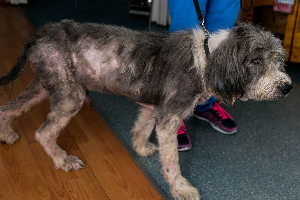 Dog with skin disease and hair loss receiving dermatology treatment at veterinary clinic