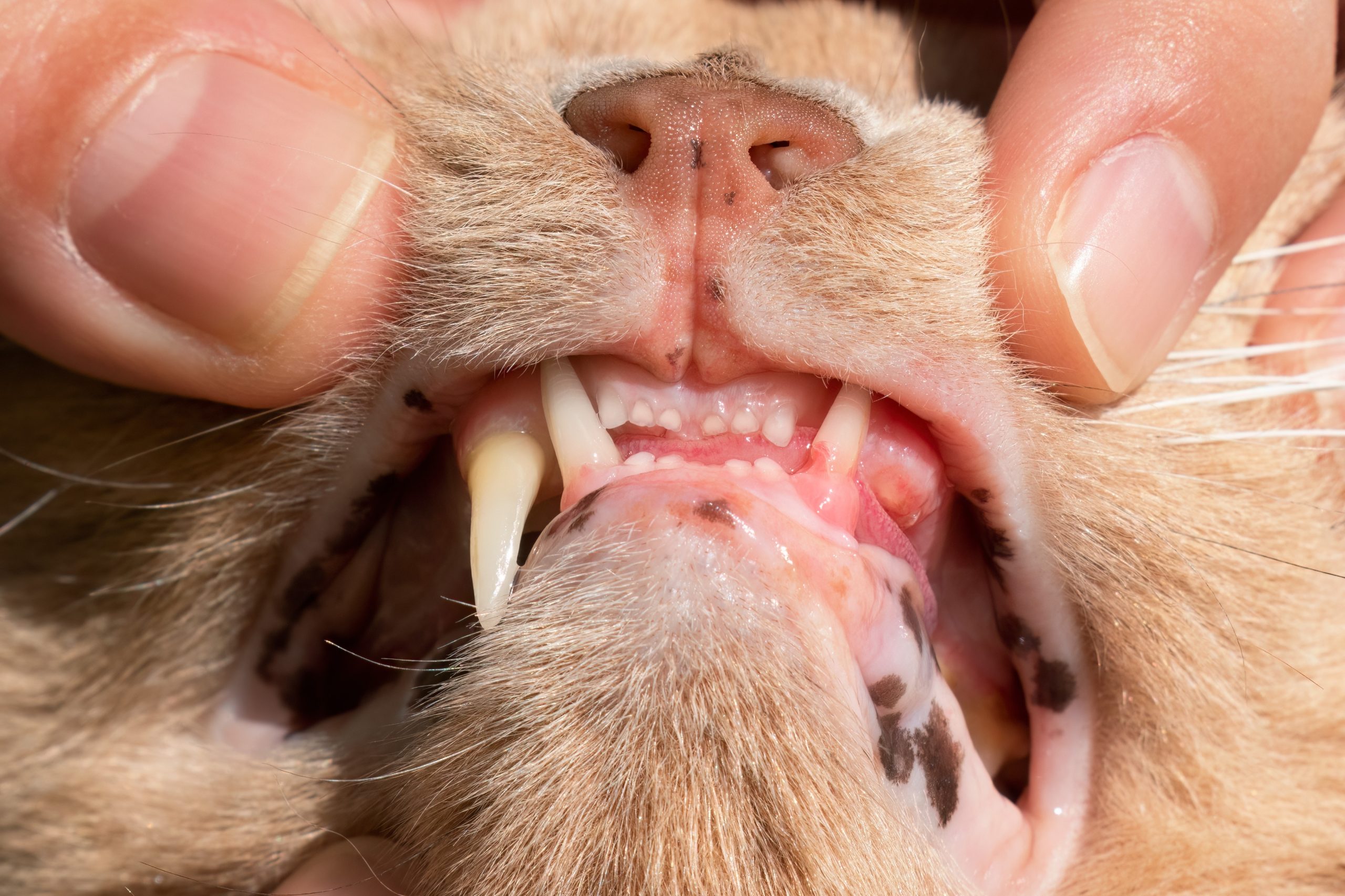 Cat with swollen, inflamed gums showing signs of tooth resorption — dental care at Bayview Animal Hospital
