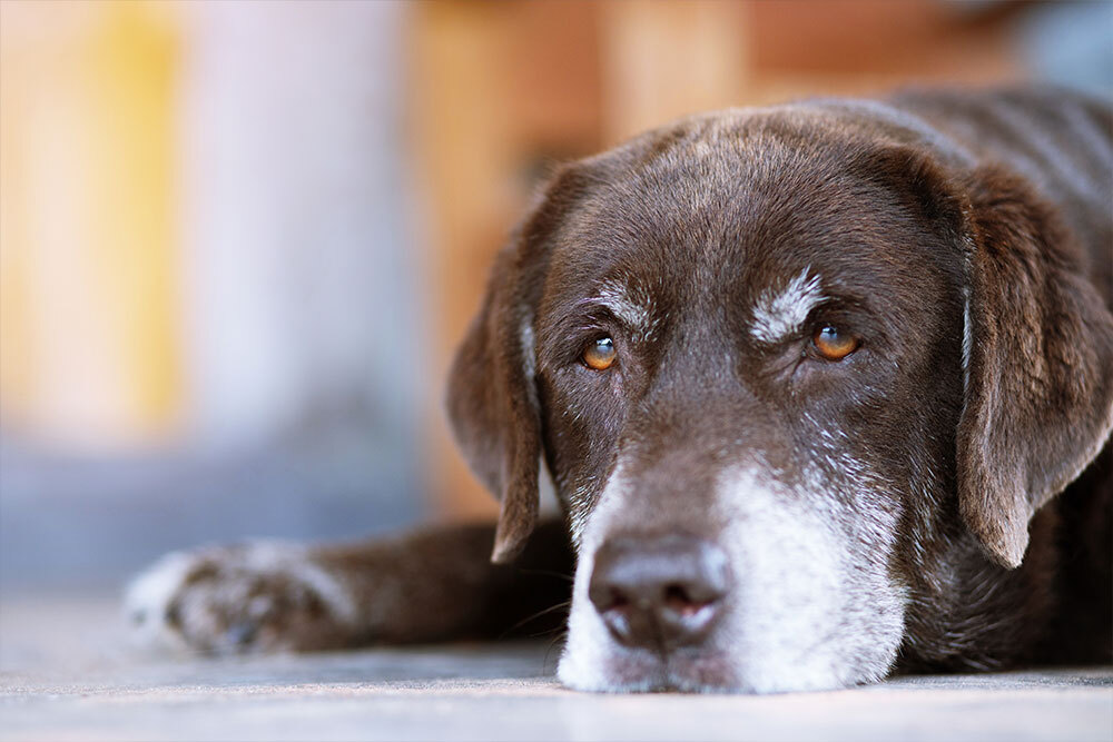 Senior dog resting comfortably, representing geriatric pet care services