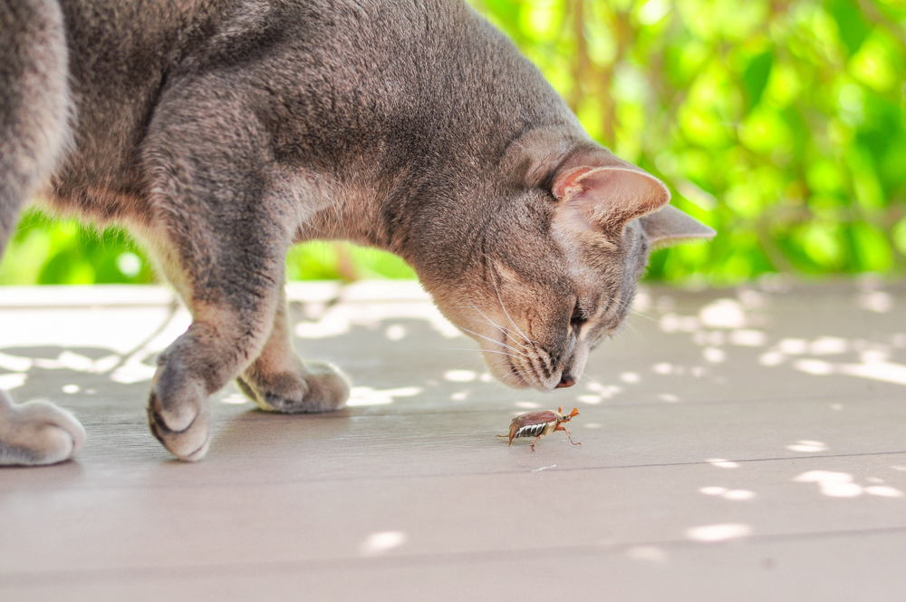 Curious cat sniffing a crawling May bug — parasite and pest awareness for pet owners