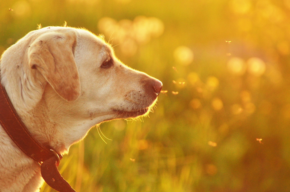 Mosquito on a dog's fur, highlighting summer parasite risks for pets in Florida