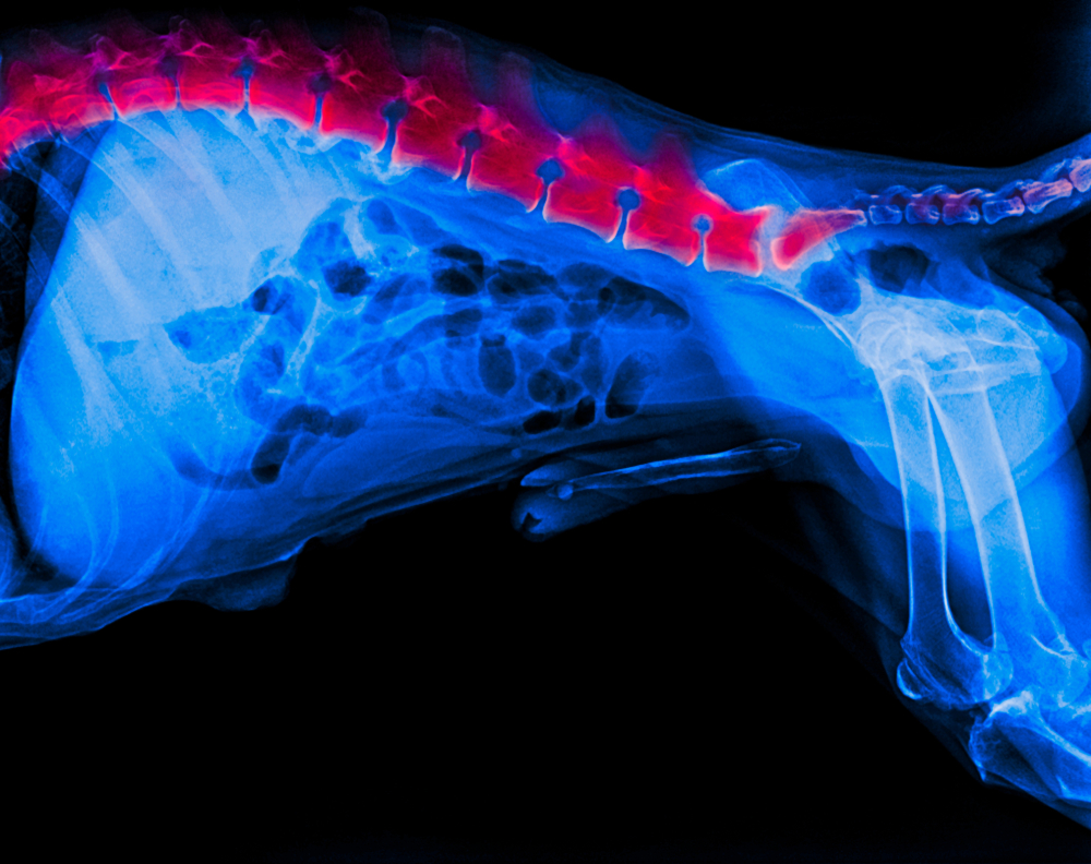 Veterinary X-ray film showing lateral view of a dog with red highlighted area for diagnostic review