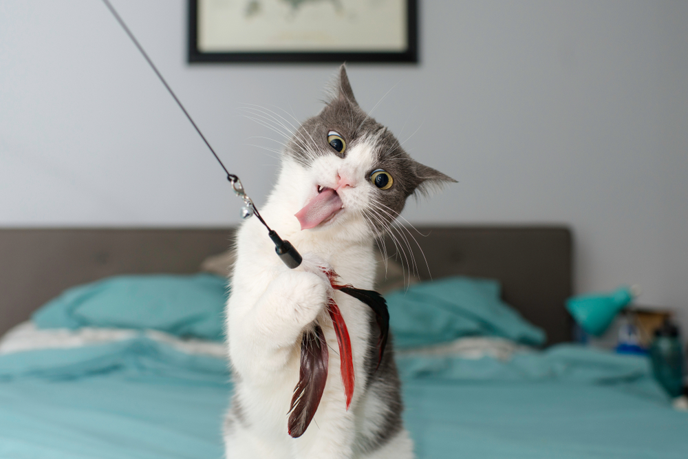 Cat making a funny surprised expression — feline veterinary care and cat health services in Saint Petersburg, FL