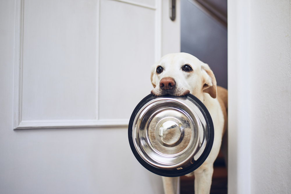 Hungry dog with sad eyes waiting to be fed — pet nutrition care at Bayview Animal Hospital
