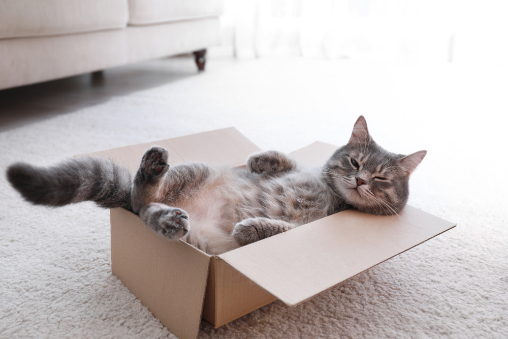 Cute grey tabby cat sitting inside a cardboard box on the floor — cat care at Bayview Animal Hospital