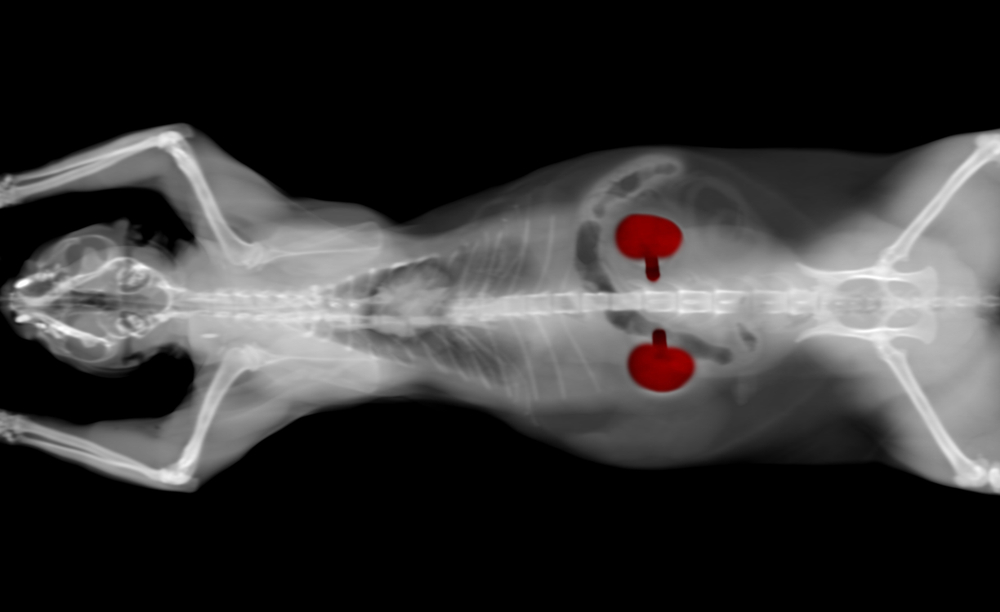 Black and white CT scan image of a cat — advanced veterinary diagnostics at Bayview Animal Hospital