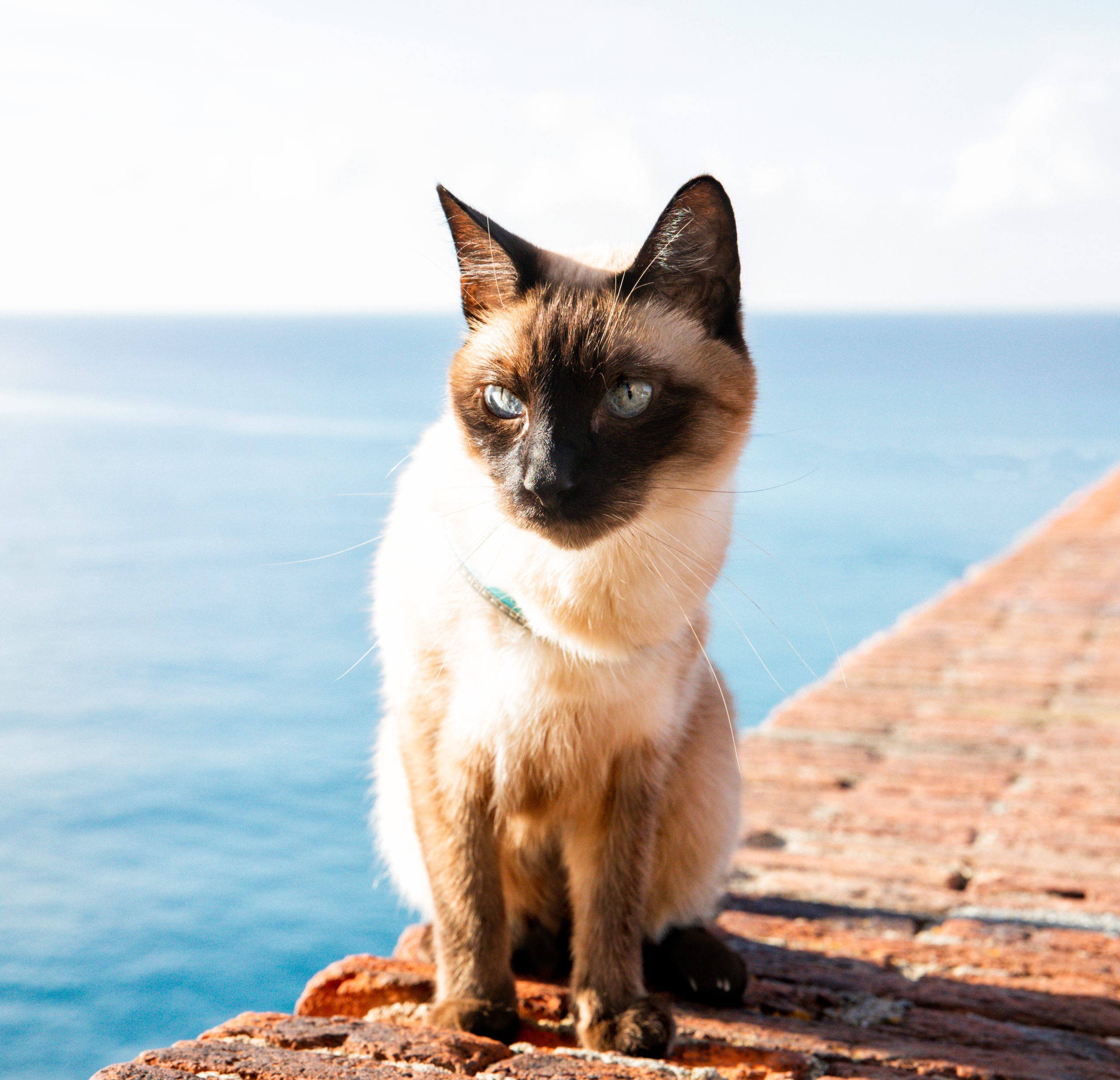 Cat sitting and gazing near a harbor waterfront — pet-friendly life in Saint Petersburg, FL
