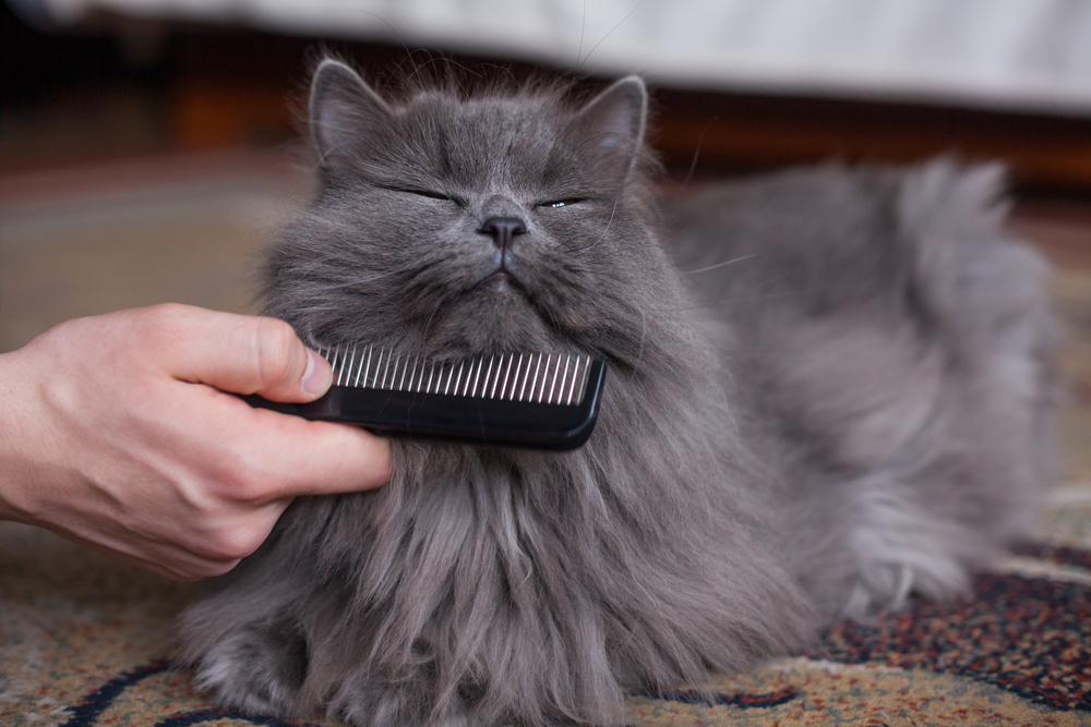 Cat being gently combed during a professional grooming session at a veterinary practice