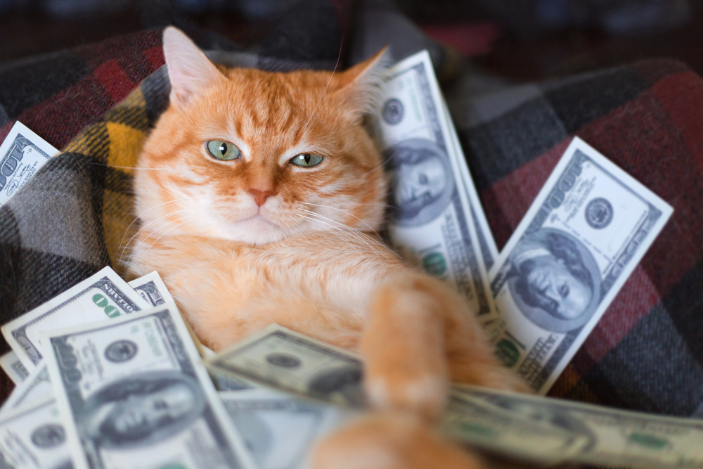 Cat lying on a sofa holding dollar bills in its paws, representing pet care costs