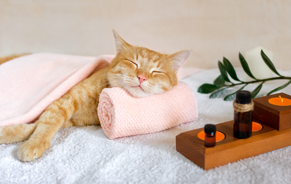 Cat resting peacefully with head on a folded towel