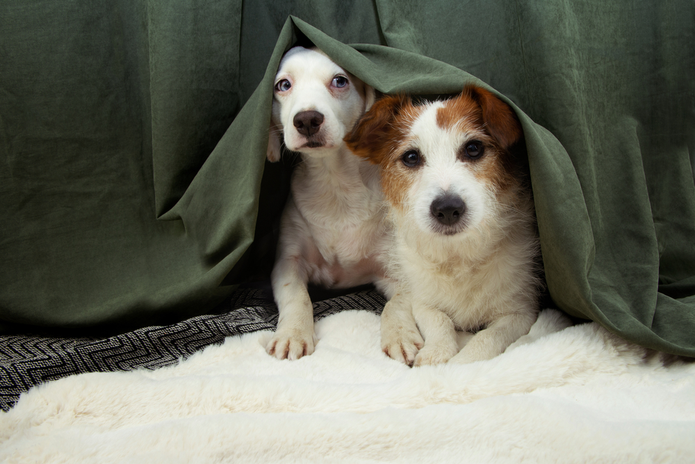 Two scared puppies hiding behind a green object — managing pet anxiety and fear at the vet