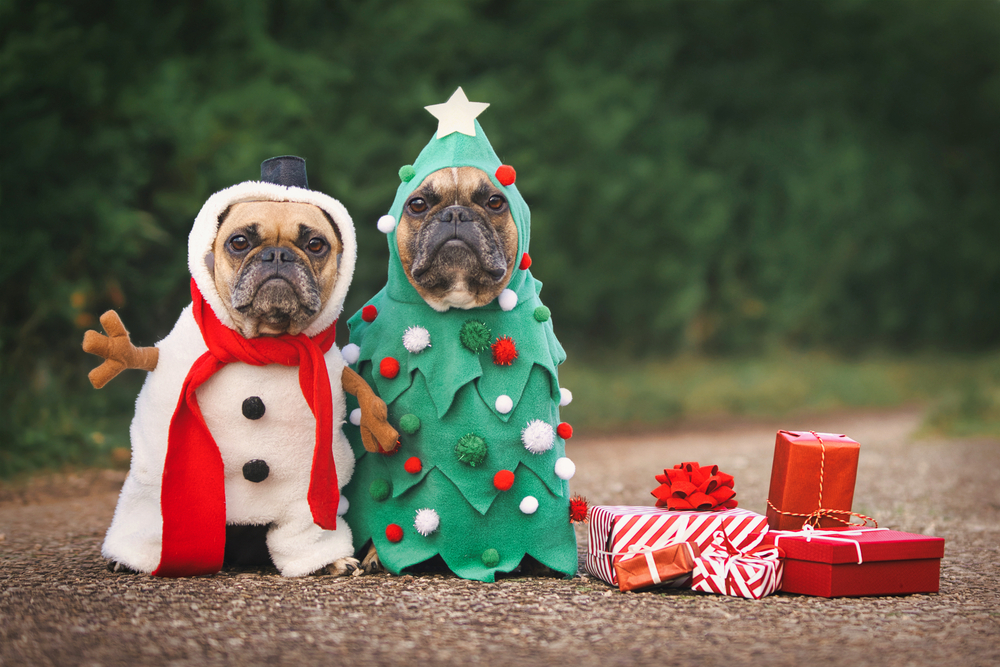 Two French Bulldogs dressed up in festive Christmas costumes