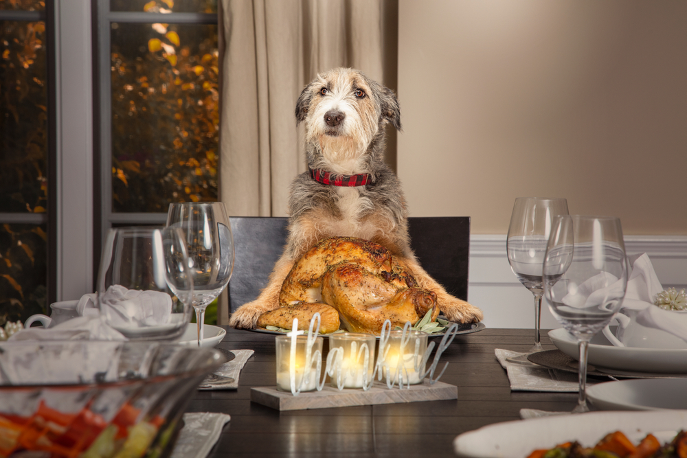 Funny dog sitting at the head of a formal dining table, playful pet lifestyle