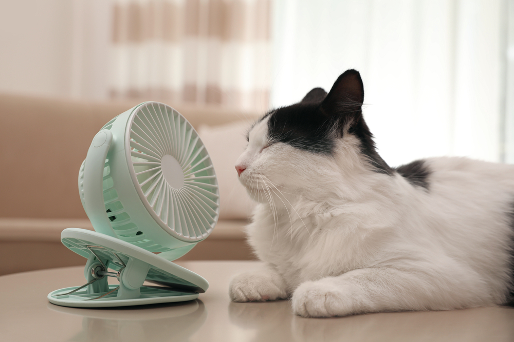 Fluffy cat cooling off in front of a fan — keeping pets safe in Florida summer heat