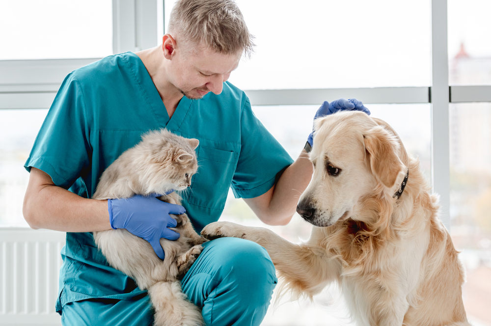 Veterinarian in a clinic with a dog and cat, providing general pet care